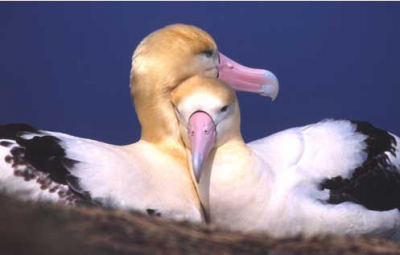 Белоспинный и черноногий альбатрос / Птицы Южных Курил